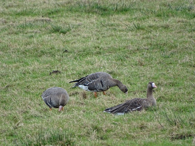 还要补强！英媒：桑德兰有意签下特罗姆瑟中场小将达尔